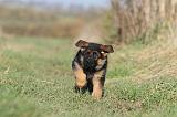 BERGER ALLEMAND 605